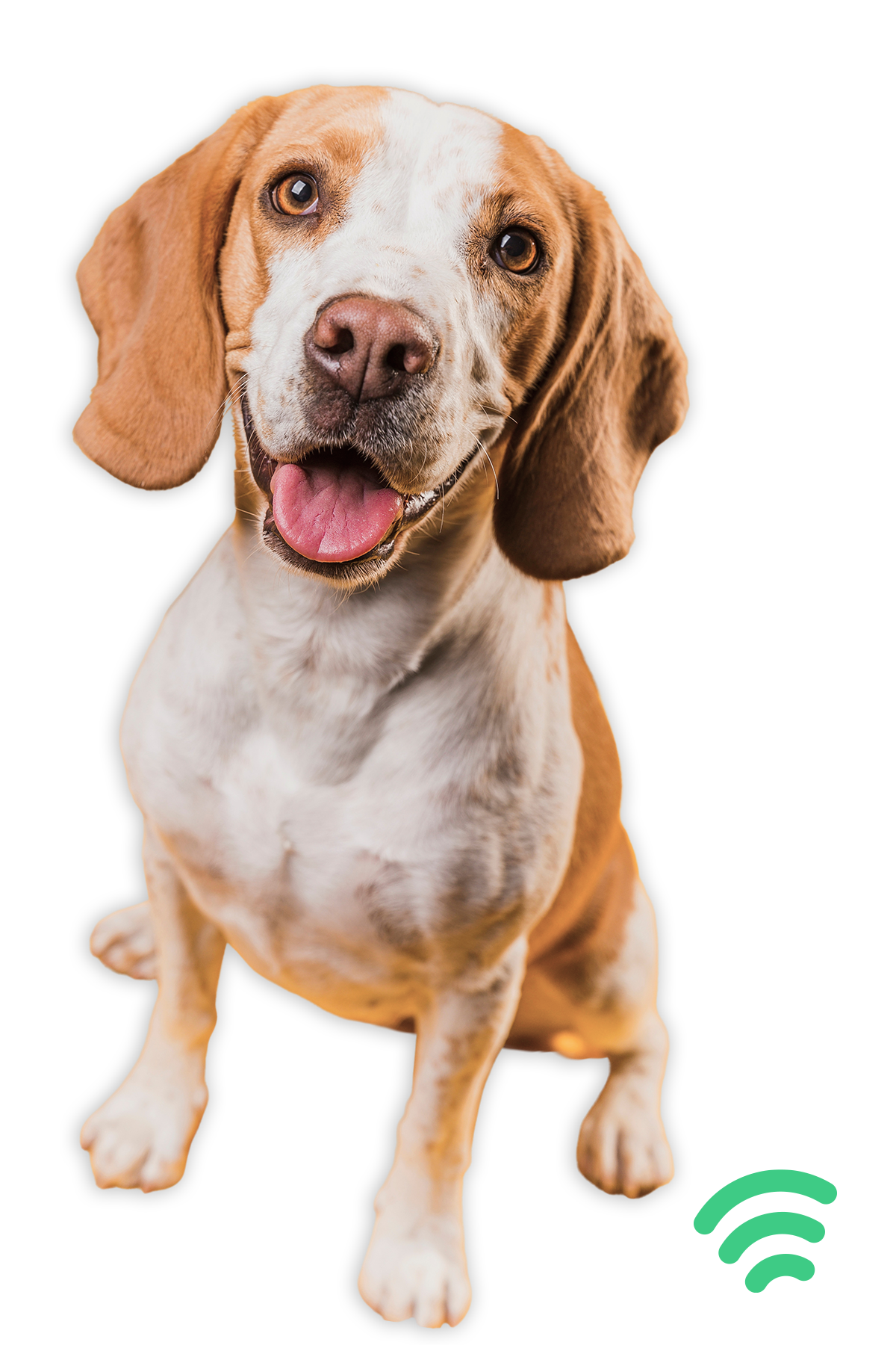 Imagen de Perro